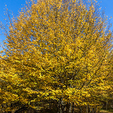 Autumn Landscape with yellow Trees near Devil town in Radan Mountain, Serbia