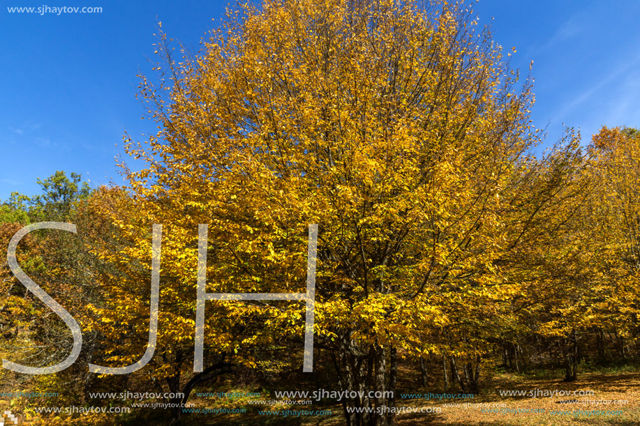 Autumn Landscape with yellow Trees near Devil town in Radan Mountain, Serbia