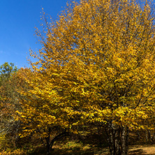 Autumn Landscape with yellow Trees near Devil town in Radan Mountain, Serbia
