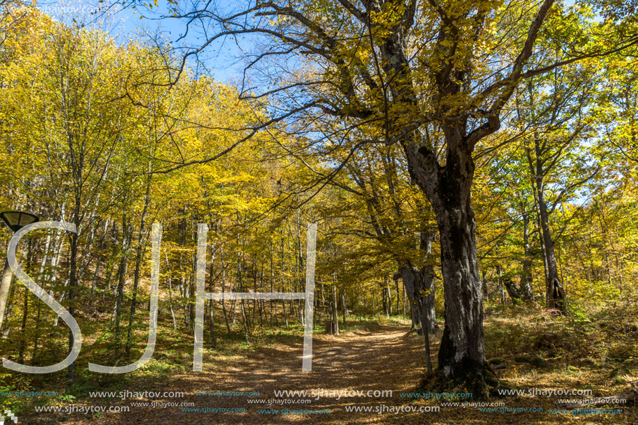 Autumn Landscape with yellow Trees near Devil town in Radan Mountain, Serbia