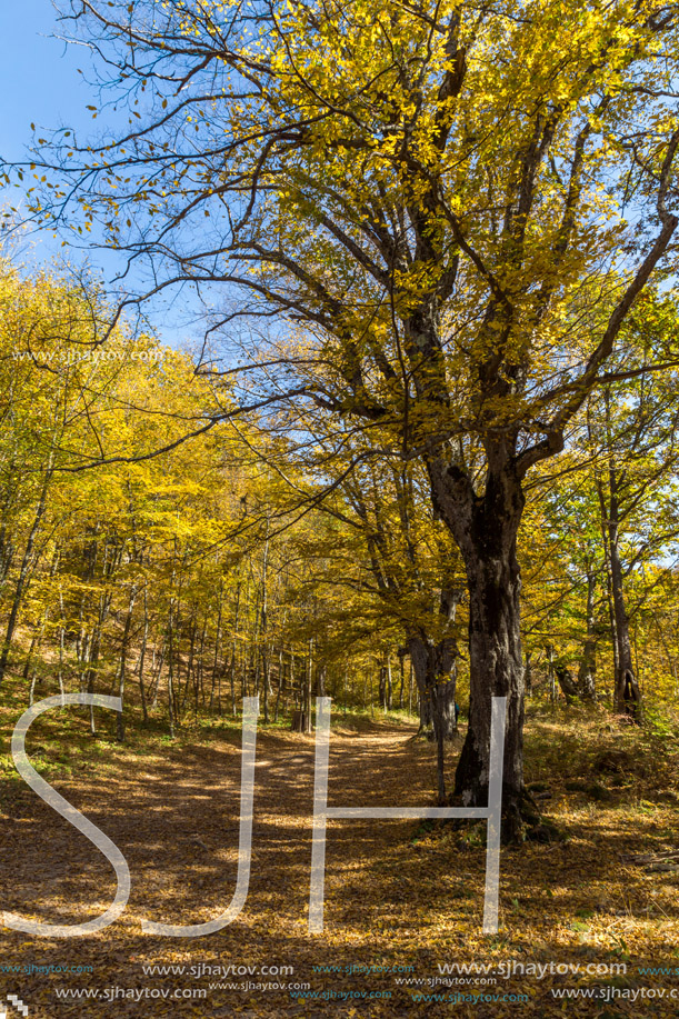 Autumn Landscape with yellow Trees near Devil town in Radan Mountain, Serbia