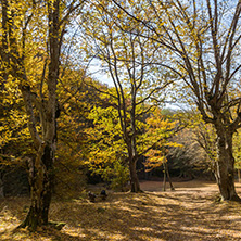 Amazing Fall Landscape with yellow Trees near Devil town in Radan Mountain, Serbia