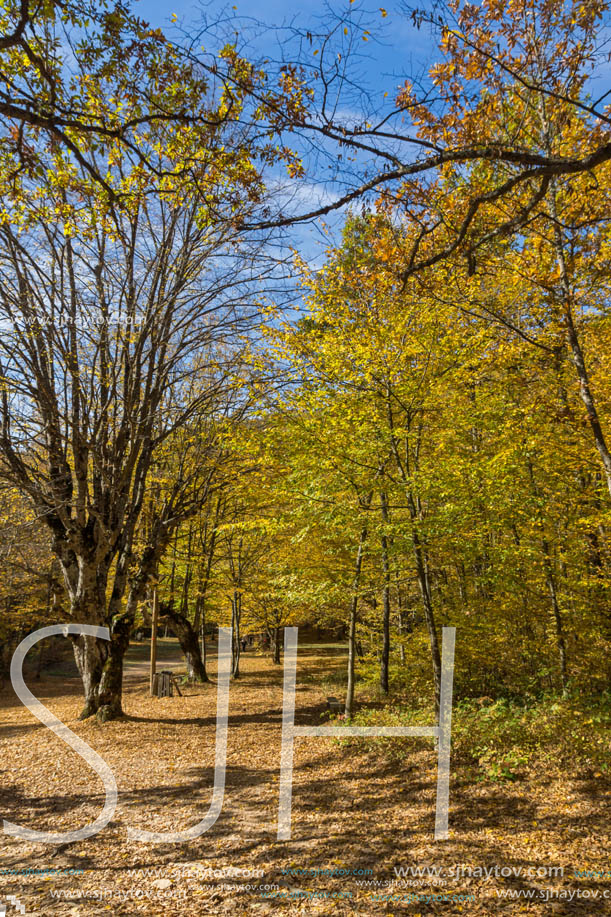 Amazing Fall Landscape with yellow Trees near Devil town in Radan Mountain, Serbia