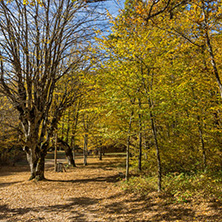 Amazing Fall Landscape with yellow Trees near Devil town in Radan Mountain, Serbia