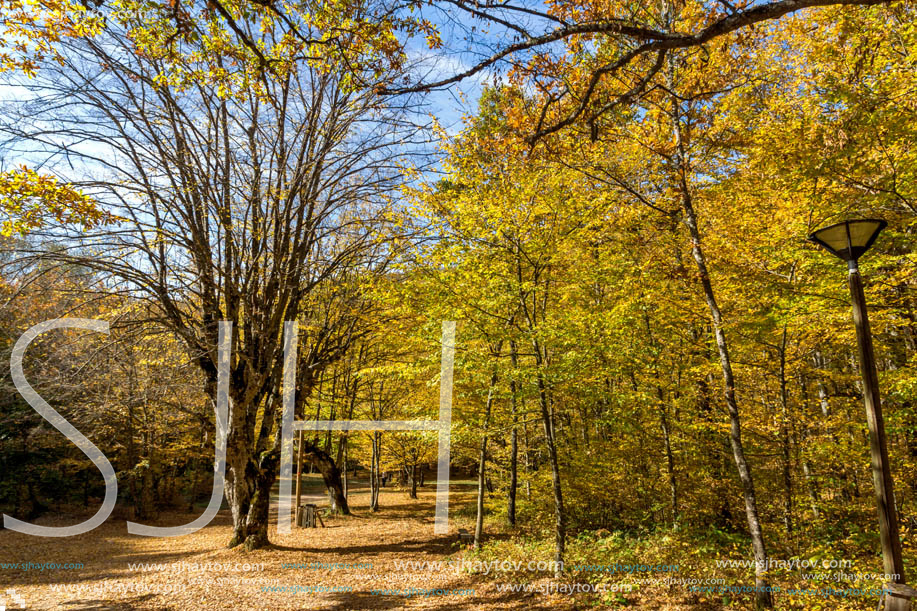 Amazing Fall Landscape with yellow Trees near Devil town in Radan Mountain, Serbia