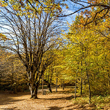 Amazing Fall Landscape with yellow Trees near Devil town in Radan Mountain, Serbia