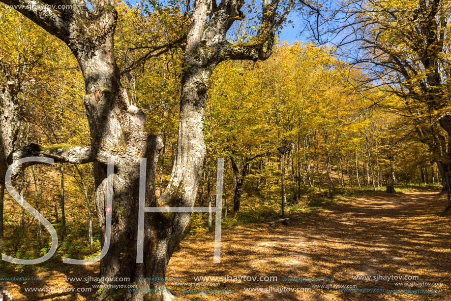 Amazing Fall Landscape with yellow Trees near Devil town in Radan Mountain, Serbia