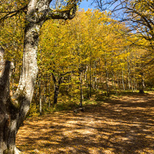 Amazing Fall Landscape with yellow Trees near Devil town in Radan Mountain, Serbia