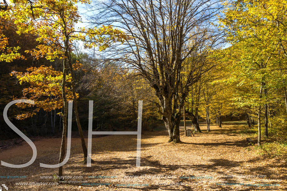 Amazing Fall Landscape with yellow Trees near Devil town in Radan Mountain, Serbia