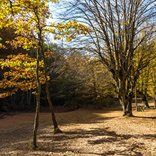 Amazing Fall Landscape with yellow Trees near Devil town in Radan Mountain, Serbia