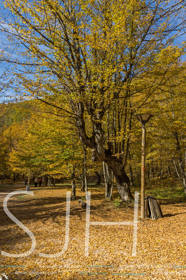 Amazing Fall Landscape with yellow Trees near Devil town in Radan Mountain, Serbia