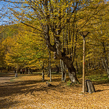Amazing Fall Landscape with yellow Trees near Devil town in Radan Mountain, Serbia