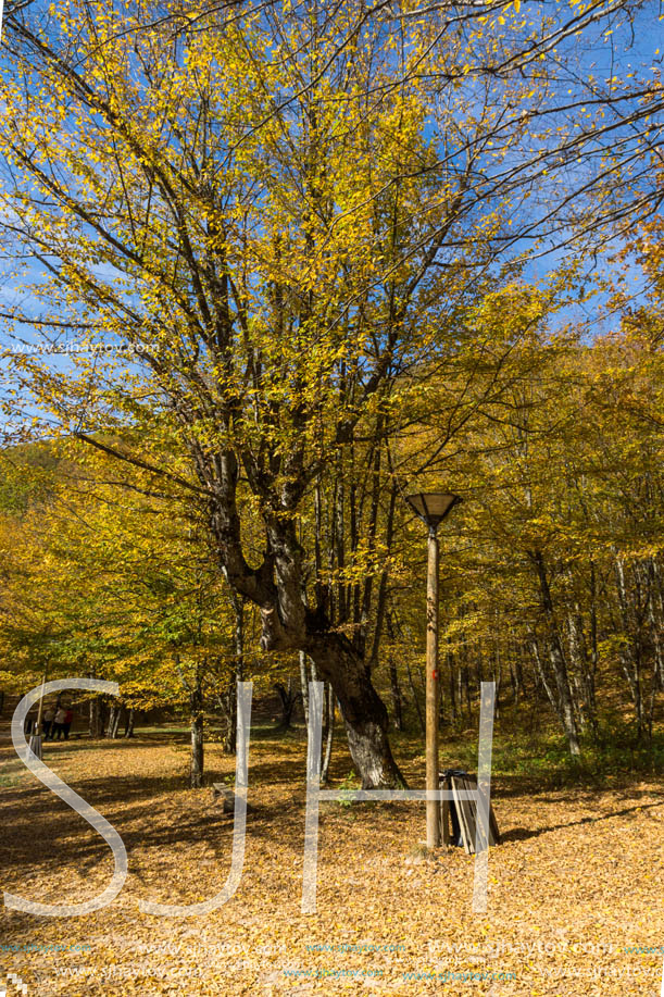 Amazing Fall Landscape with yellow Trees near Devil town in Radan Mountain, Serbia