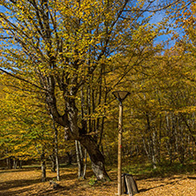 Amazing Fall Landscape with yellow Trees near Devil town in Radan Mountain, Serbia