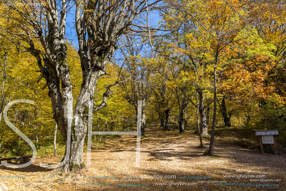 Amazing Fall Landscape with yellow Trees near Devil town in Radan Mountain, Serbia