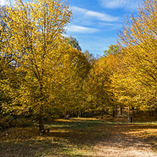 Amazing Fall Landscape with yellow Trees near Devil town in Radan Mountain, Serbia