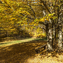 Amazing Fall Landscape with yellow Trees near Devil town in Radan Mountain, Serbia