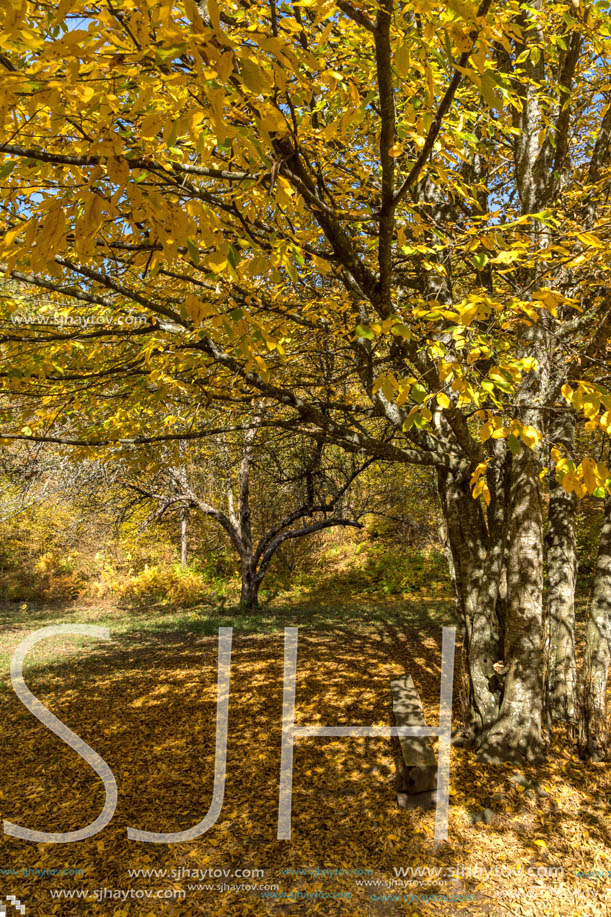 Amazing Fall Landscape with yellow Trees near Devil town in Radan Mountain, Serbia