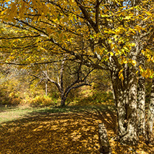 Amazing Fall Landscape with yellow Trees near Devil town in Radan Mountain, Serbia