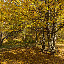 Amazing Fall Landscape with yellow Trees near Devil town in Radan Mountain, Serbia