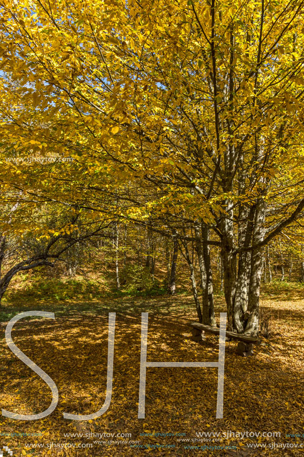 Amazing Fall Landscape with yellow Trees near Devil town in Radan Mountain, Serbia