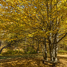 Amazing Fall Landscape with yellow Trees near Devil town in Radan Mountain, Serbia