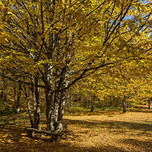 Amazing Fall Landscape with yellow Trees near Devil town in Radan Mountain, Serbia