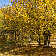 Amazing Fall Landscape with yellow Trees near Devil town in Radan Mountain, Serbia