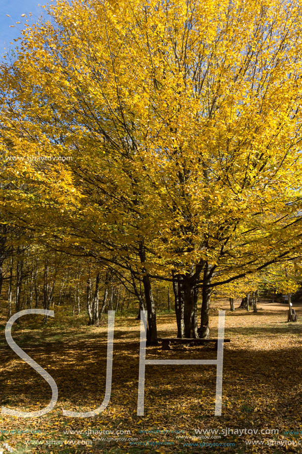 Amazing Fall Landscape with yellow Trees near Devil town in Radan Mountain, Serbia