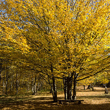 Amazing Fall Landscape with yellow Trees near Devil town in Radan Mountain, Serbia