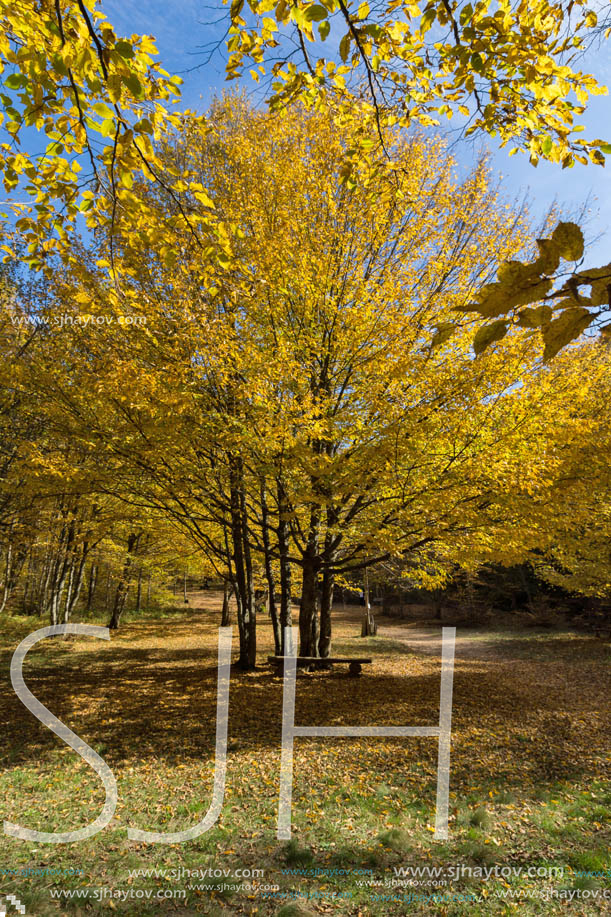 Amazing Fall Landscape with yellow Trees near Devil town in Radan Mountain, Serbia