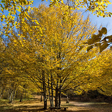 Amazing Fall Landscape with yellow Trees near Devil town in Radan Mountain, Serbia