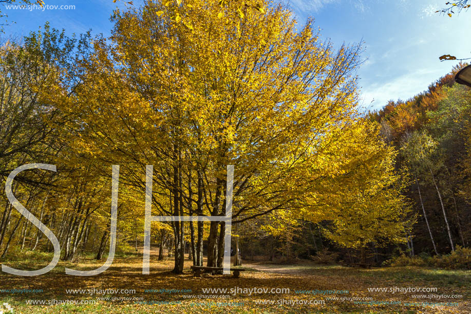 Amazing Fall Landscape with yellow Trees near Devil town in Radan Mountain, Serbia