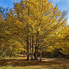 Amazing Fall Landscape with yellow Trees near Devil town in Radan Mountain, Serbia