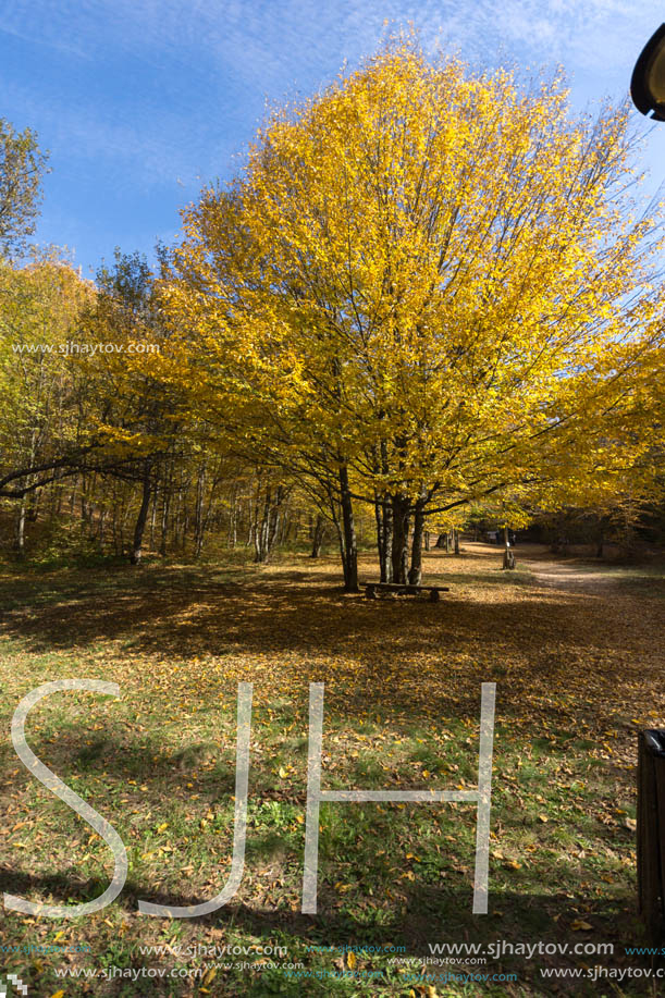 Amazing Fall Landscape with yellow Trees near Devil town in Radan Mountain, Serbia