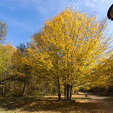 Amazing Fall Landscape with yellow Trees near Devil town in Radan Mountain, Serbia