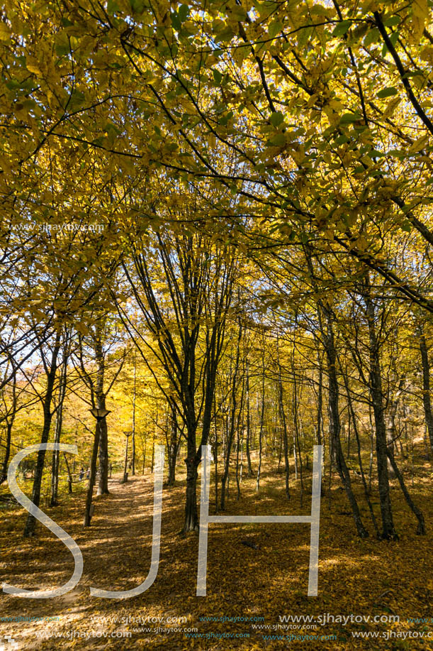 Amazing Fall Landscape with yellow Trees near Devil town in Radan Mountain, Serbia