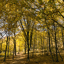 Amazing Fall Landscape with yellow Trees near Devil town in Radan Mountain, Serbia