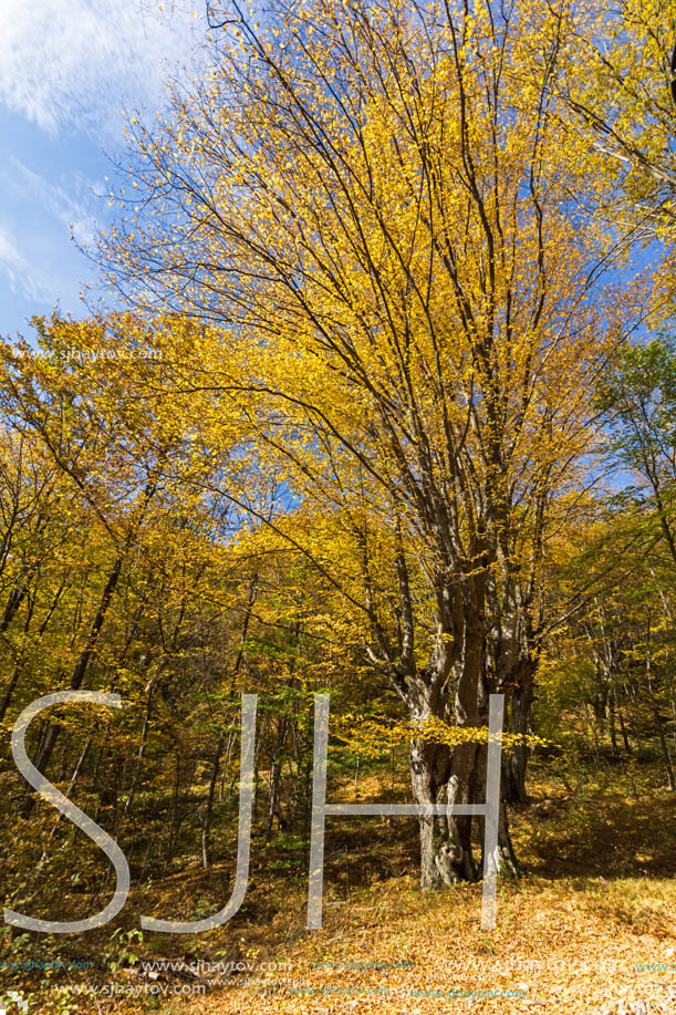 Amazing Fall Landscape with yellow Trees near Devil town in Radan Mountain, Serbia