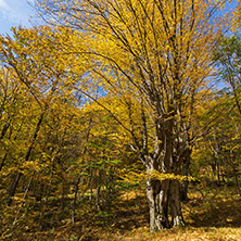 Amazing Fall Landscape with yellow Trees near Devil town in Radan Mountain, Serbia