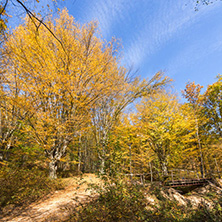 Amazing Fall Landscape with yellow Trees near Devil town in Radan Mountain, Serbia