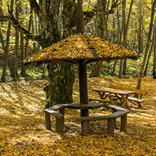 Amazing Fall Landscape with yellow Trees near Devil town in Radan Mountain, Serbia