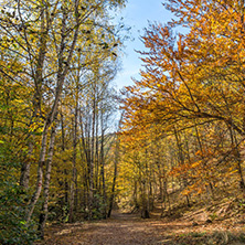 Amazing Fall Landscape with yellow Trees near Devil town in Radan Mountain, Serbia