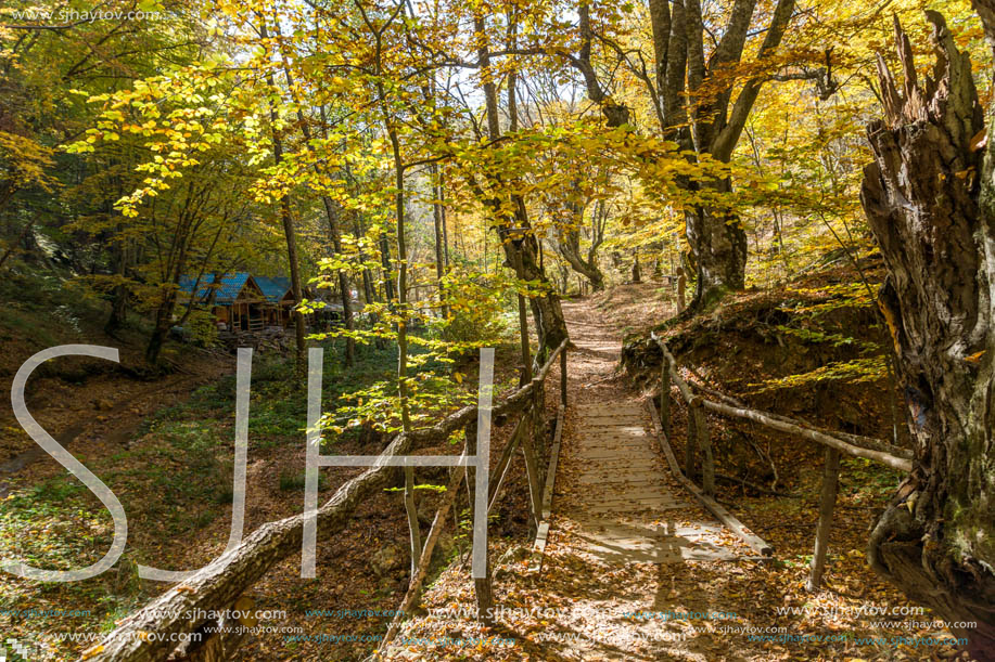 Amazing Fall Landscape with yellow Trees near Devil town in Radan Mountain, Serbia