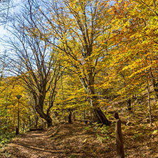 Amazing Fall Landscape with yellow Trees near Devil town in Radan Mountain, Serbia