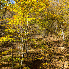 Amazing Fall Landscape with yellow Trees near Devil town in Radan Mountain, Serbia