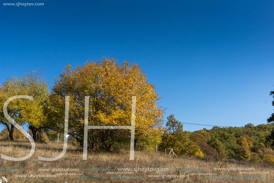 Autumn landscape of Cherna Gora (Monte Negro) mountain, Pernik Region, Bulgaria