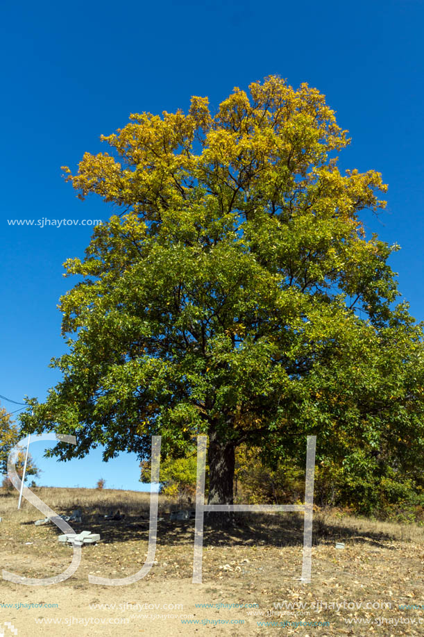 Autumn landscape of Cherna Gora (Monte Negro) mountain, Pernik Region, Bulgaria