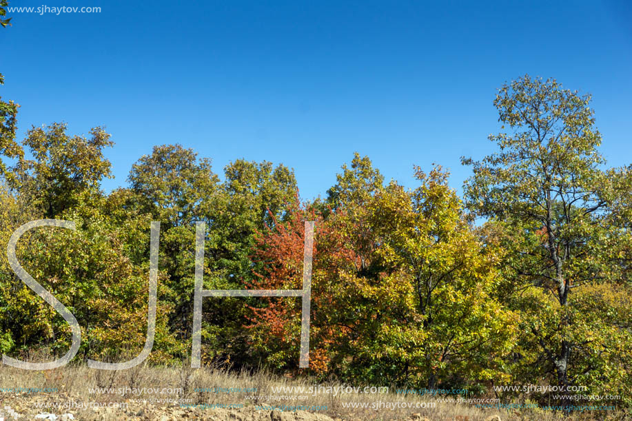 Autumn landscape of Cherna Gora (Monte Negro) mountain, Pernik Region, Bulgaria