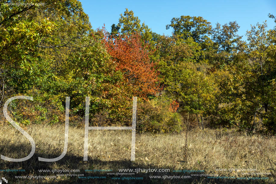 Autumn landscape of Cherna Gora (Monte Negro) mountain, Pernik Region, Bulgaria